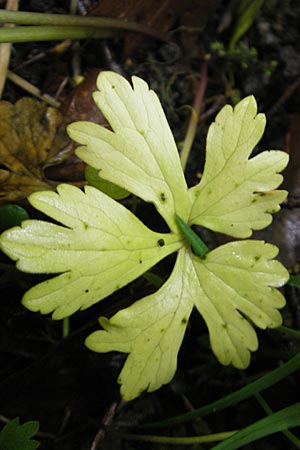 Ranunculus gratiosus \ Geflliger Gold-Hahnenfu / Pleasing Goldilocks, D Hambrücken 7.5.2010