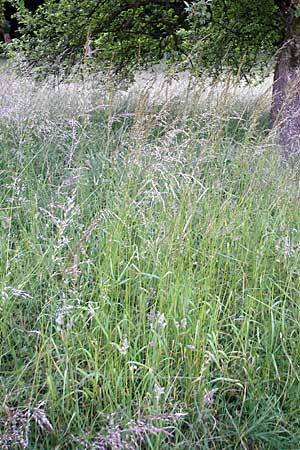 Arrhenatherum elatius / Bulbous Oat Grass, Tall Oat Grass, D Odenwald, Neckargemünd-Mückenloch 26.5.2011