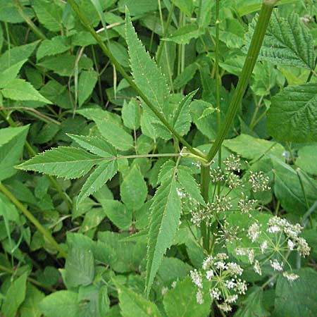 Aegopodium podagraria / Ground Goutweed, Bishop's Elder, D Mannheim 15.6.2006