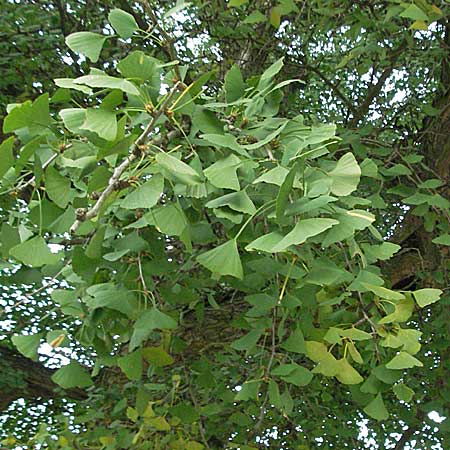 Ginkgo biloba \ Ginkgo / Ginkgo, D Weinheim an der Bergstraße 28.10.2006