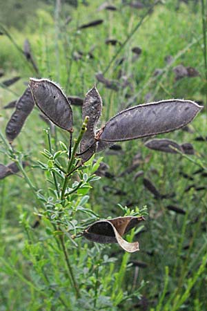 Cytisus scoparius / Scotch Broom, D Viernheim 29.6.2007