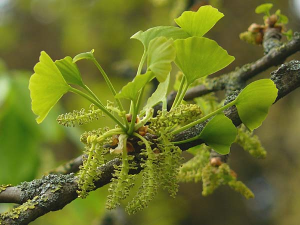 Ginkgo biloba / Ginkgo, D Weinheim an der Bergstraße 27.4.2012