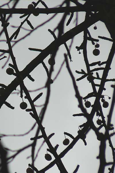 Ginkgo biloba \ Ginkgo, D Mannheim-Neckarau 23.12.2012