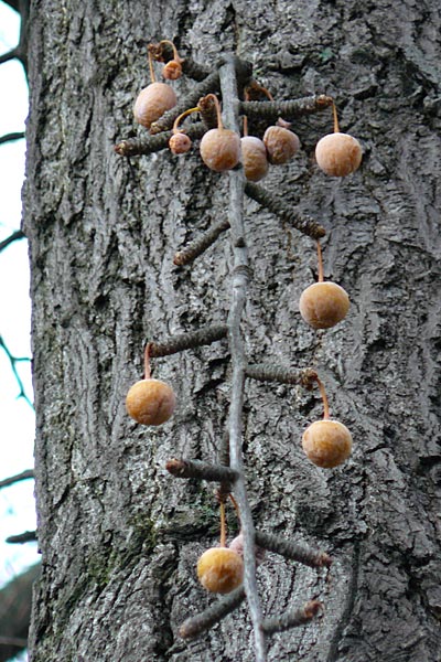 Ginkgo biloba / Ginkgo, D Mannheim-Neckarau 23.12.2012