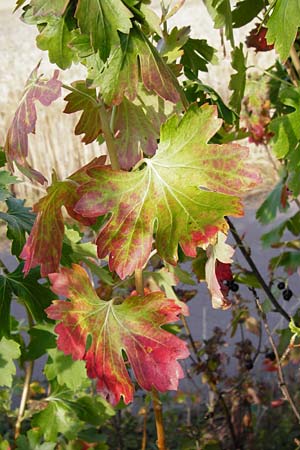 Ribes aureum \ Gold-Johannisbeere / Golden Currant, D Gimbsheim 1.7.2014