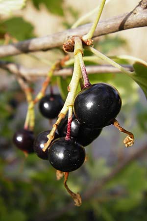 Ribes aureum \ Gold-Johannisbeere / Golden Currant, D Gimbsheim 1.7.2014