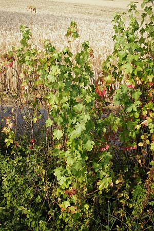 Ribes aureum \ Gold-Johannisbeere / Golden Currant, D Gimbsheim 1.7.2014