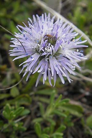 Globularia cordifolia \ Herzblttrige Kugelblume, D Eching 5.5.2012