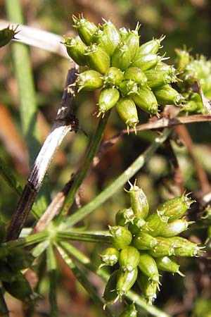 Anthriscus cerefolium \ Garten-Kerbel / Chervil, D Bad Nauheim 19.9.2012