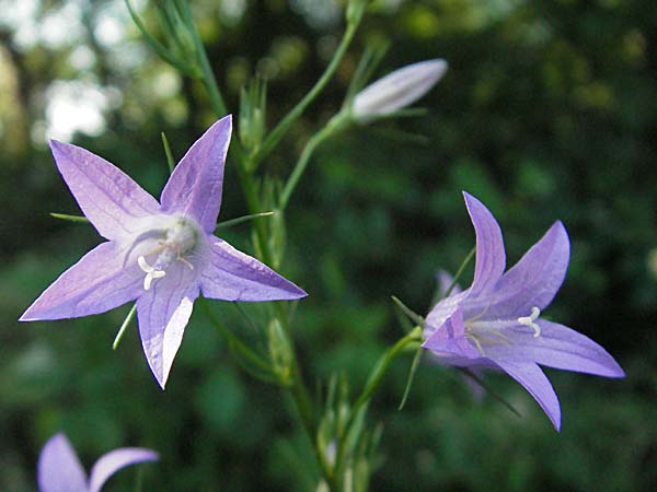 Campanula rapunculus \ Rapunzel-Glockenblume / Rampion Bellflower, D Bensheim 13.6.2006