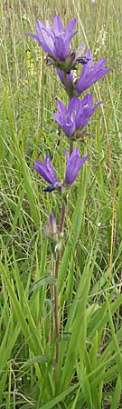 Campanula glomerata \ Knuel-Glockenblume / Clustered Bellflower, D Hardheim 7.7.2007