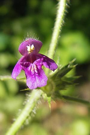 Galeopsis pubescens \ Weichhaariger Hohlzahn, D Karlsruhe 5.9.2010