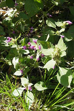 Galeopsis pubescens \ Weichhaariger Hohlzahn / Downy Hemp-Nettle, D Karlsruhe 5.9.2010