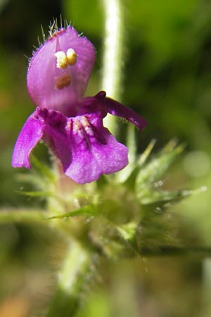 Galeopsis pubescens \ Weichhaariger Hohlzahn, D Karlsruhe 5.9.2010