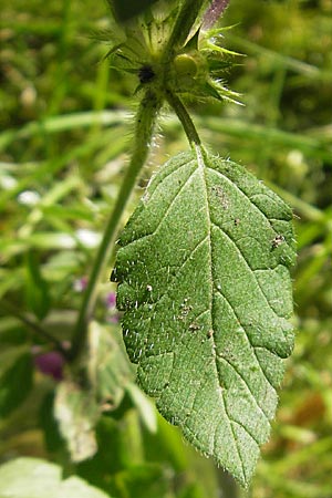 Galeopsis pubescens \ Weichhaariger Hohlzahn, D Karlsruhe 5.9.2010