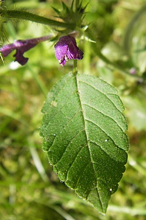 Galeopsis pubescens \ Weichhaariger Hohlzahn, D Karlsruhe 5.9.2010