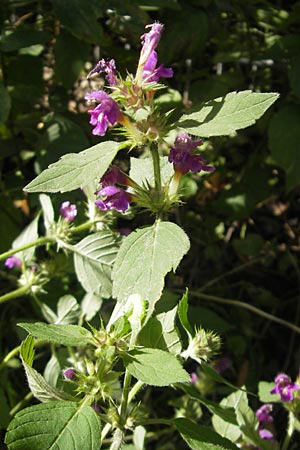 Galeopsis pubescens \ Weichhaariger Hohlzahn, D Karlsruhe 5.9.2010