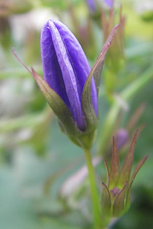 Campanula poscharskyana \ Kriechende Stern-Glockenblume, Hngepolster-Glockenblume / Serbian Bellflower, D Mannheim 31.10.2010