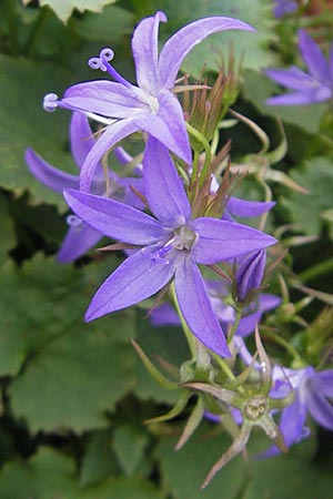 Campanula poscharskyana \ Kriechende Stern-Glockenblume, Hngepolster-Glockenblume / Serbian Bellflower, D Mannheim 31.10.2010