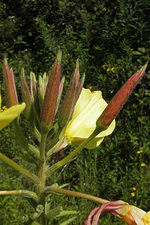 Oenothera glazioviana \ Rotkelchige Nachtkerze, D Kehl 9.7.2011