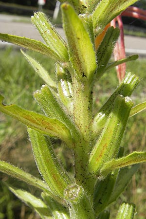 Oenothera glazioviana \ Rotkelchige Nachtkerze / Large-Flowered Evening Primrose, D Kehl 9.7.2011