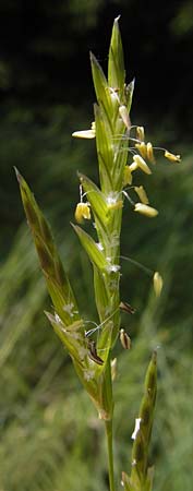 Glyceria fluitans \ Flutender Schwaden / Floating Sweet Grass, D Schwarzwald/Black-Forest, Kaltenbronn 30.6.2013
