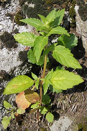 Galeopsis ladanum / Broad-Leaved Hemp-Nettle, Red Hemp-Nettle, D Rhön, Milseburg 6.7.2013