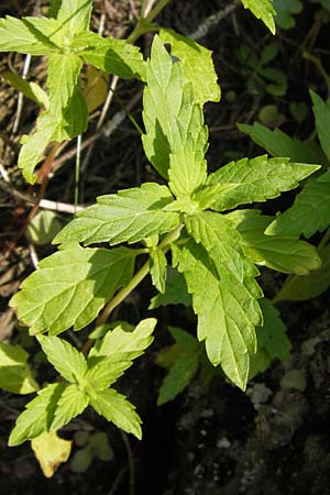 Galeopsis ladanum \ Breitblttriger Hohlzahn / Broad-Leaved Hemp-Nettle, Red Hemp-Nettle, D Rhön, Milseburg 6.7.2013