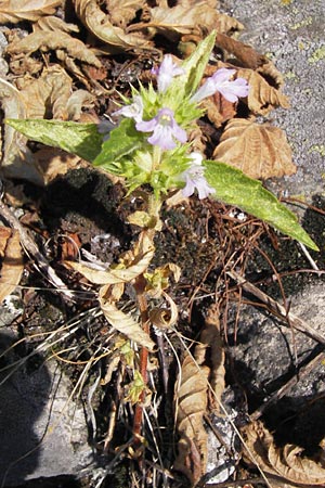 Galeopsis ladanum \ Breitblttriger Hohlzahn, D Rhön, Milseburg 27.7.2013