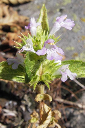 Galeopsis ladanum \ Breitblttriger Hohlzahn, D Rhön, Milseburg 27.7.2013