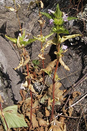 Galeopsis ladanum \ Breitblttriger Hohlzahn / Broad-Leaved Hemp-Nettle, Red Hemp-Nettle, D Rhön, Milseburg 27.7.2013