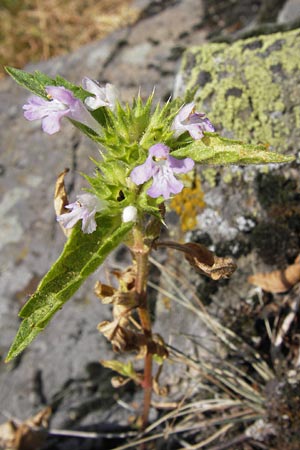 Galeopsis ladanum / Broad-Leaved Hemp-Nettle, Red Hemp-Nettle, D Rhön, Milseburg 27.7.2013