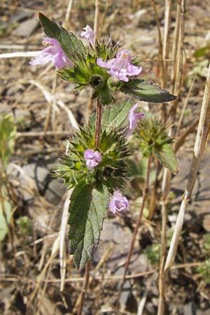 Galeopsis ladanum / Broad-Leaved Hemp-Nettle, Red Hemp-Nettle, D Gladenbach 17.8.2013