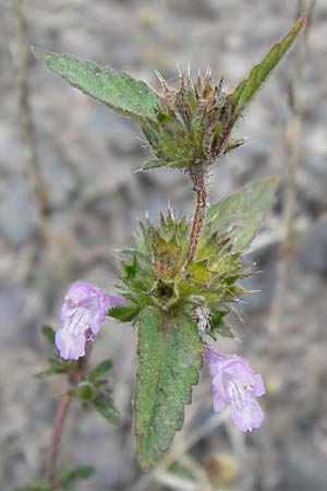 Galeopsis ladanum \ Breitblttriger Hohlzahn, D Gladenbach 17.8.2013