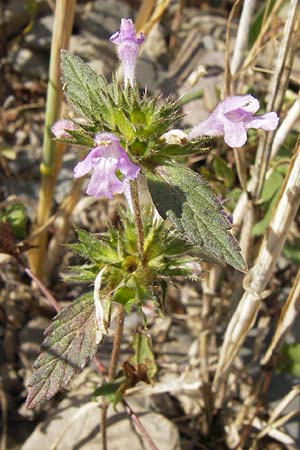 Galeopsis ladanum \ Breitblttriger Hohlzahn / Broad-Leaved Hemp-Nettle, Red Hemp-Nettle, D Gladenbach 17.8.2013