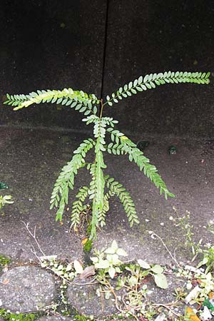 Gleditsia triacanthos \ Amerikanische Gleditschie, Lederhlsenbaum, D Mannheim 15.9.2013