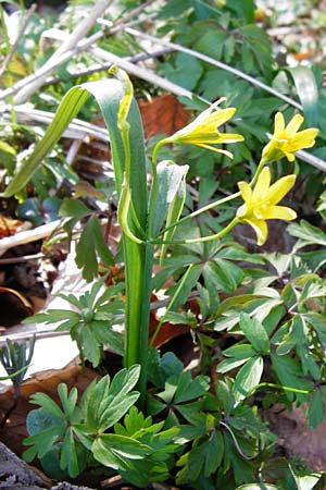 Gagea lutea / Star of Bethlehem, D Hassenbach 27.3.2014