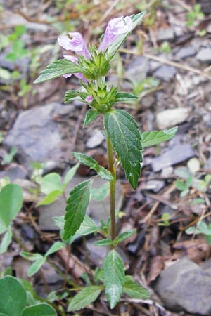 Galeopsis ladanum \ Breitblttriger Hohlzahn / Broad-Leaved Hemp-Nettle, Red Hemp-Nettle, D Gladenbach 5.7.2014