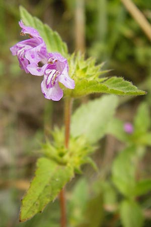 Galeopsis ladanum \ Breitblttriger Hohlzahn / Broad-Leaved Hemp-Nettle, Red Hemp-Nettle, D Gladenbach 5.7.2014