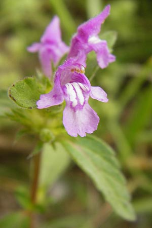 Galeopsis ladanum \ Breitblttriger Hohlzahn, D Gladenbach 5.7.2014