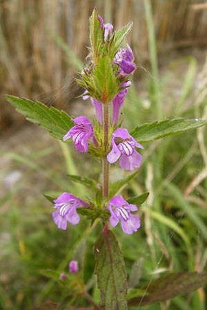 Galeopsis ladanum \ Breitblttriger Hohlzahn / Broad-Leaved Hemp-Nettle, Red Hemp-Nettle, D Gladenbach 5.7.2014