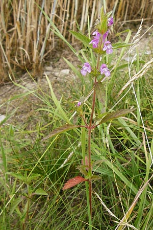 Galeopsis ladanum \ Breitblttriger Hohlzahn / Broad-Leaved Hemp-Nettle, Red Hemp-Nettle, D Gladenbach 5.7.2014