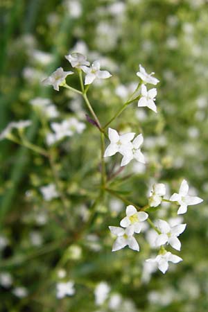 Galium pumilum \ Heide-Labkraut, Zierliches Labkraut, D Irndorfer Hardt 8.7.2014