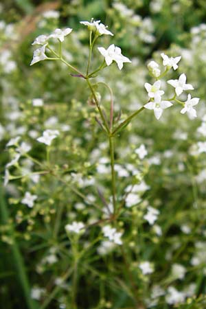 Galium pumilum \ Heide-Labkraut, Zierliches Labkraut, D Irndorfer Hardt 8.7.2014