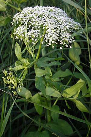 Sium latifolium / Greater Water Parsnip, D Bad Nauheim 20.7.2009