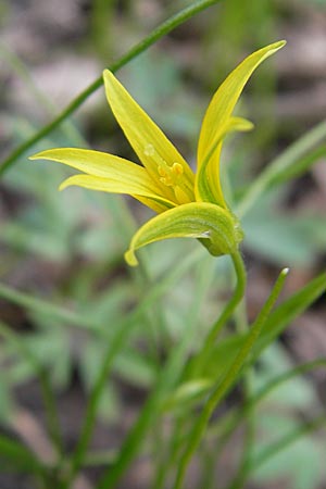 Gagea minima \ Kleiner Gelbstern / Small Star of Bethlehem, D Taunus, Eppenhain 10.4.2010