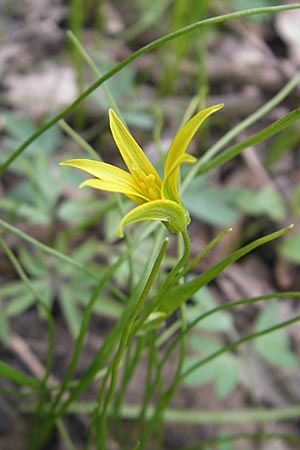 Gagea minima \ Kleiner Gelbstern / Small Star of Bethlehem, D Taunus, Eppenhain 10.4.2010