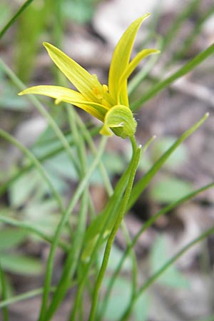 Gagea minima \ Kleiner Gelbstern / Small Star of Bethlehem, D Taunus, Eppenhain 10.4.2010