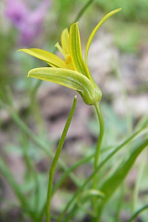 Gagea minima \ Kleiner Gelbstern / Small Star of Bethlehem, D Taunus, Eppenhain 10.4.2010