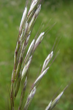 Helictotrichon pubescens / Downy Alpine Oat Grass, D Mainz 15.5.2010